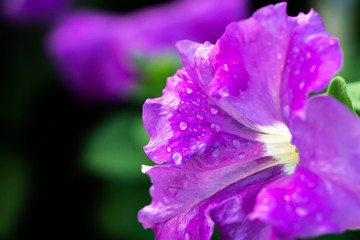 Close up of petunias at Suan Luang Rama IX Park ,Thailand