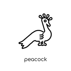 Peacock icon. Trendy modern flat linear vector Peacock icon on white background from thin line india collection