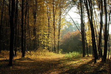 Wyzyna lubelska © M. G. Koperkiewicz