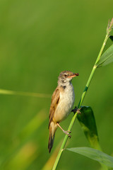 Single adult Eurasian Reed Warbler bird with a hunted insect on a reed stem in the Biebrza river wetlands in Poland in early spring nesting period