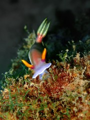 The beauty of underwater world in Sabah, Borneo.