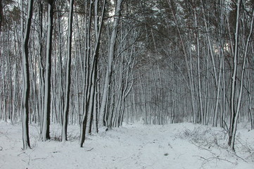 Wyzyna lubelska © M. G. Koperkiewicz