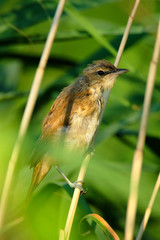 Single adult Marsh Warbler bird on a reed stem in the Biebrza river wetlands in Poland in early spring nesting period