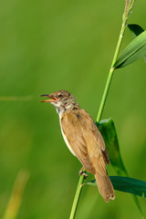 Single adult Eurasian Reed Warbler bird on a reed stem in the Biebrza river wetlands in Poland in early spring nesting period