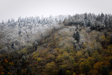 a narrow trail that leads through the forests of georgia. the snow, which does not quite reach the ground, and the fog gives the whole a magical touch