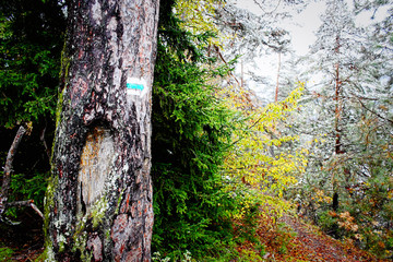 a narrow trail that leads through the forests of georgia. the snow, which does not quite reach the ground, and the fog gives the whole a magical touch