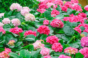 Fototapeta premium Colorful hydrangea flower field blooming in garden green leaf background
