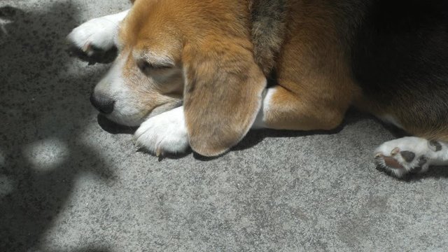 Adorable beagle dog slepping on floor under sunlight