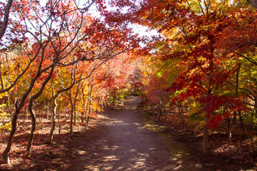 色鮮やかに紅葉したモミジの林