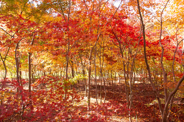 色鮮やかに紅葉したモミジの林
