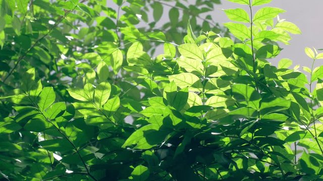 Wrightia religiosa Benth leaf swaying under sunlight.