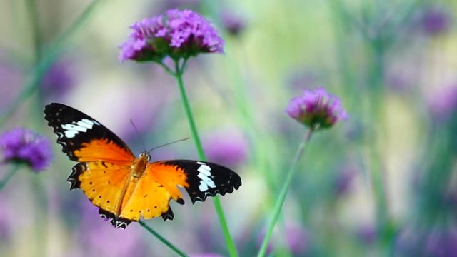 HD 1080p super slow Thai butterfly in pasture flowers Insect outdoor nature