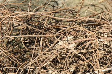 絡まりあった枝