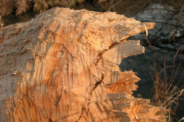 Dzialalnosc bobra