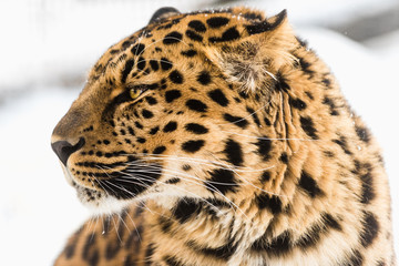 Close up Portrait of Rare Amur Leopard