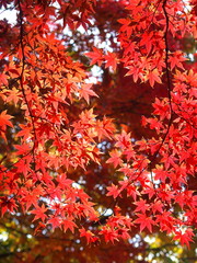 紅葉のモミジ