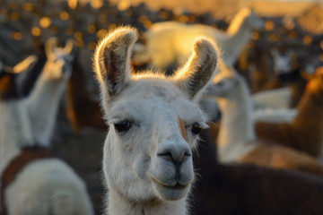 Fototapeta premium White llama, Bolivia 