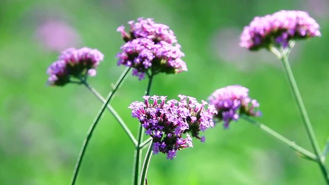 HD 1080p super slow beautiful collor pretty webena bonariensis