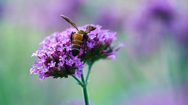 HD 1080p super slow bee on beautiful collor pretty webena bonariensis