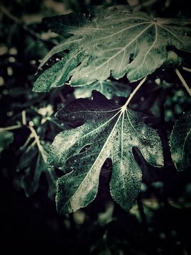 Close-up of a fig plant in the rain, Bulgaria
