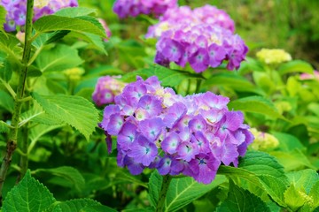 花　あじさい　とちぎ