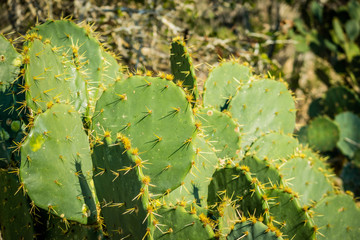 A spiny wild cactus plant in Harlingen, Texas