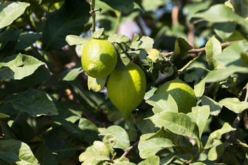 Lemon tree with ripe lemons