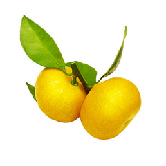 Ripe orange fruits hanging on a twig of orange tree with fresh green leaves, isolated on white background