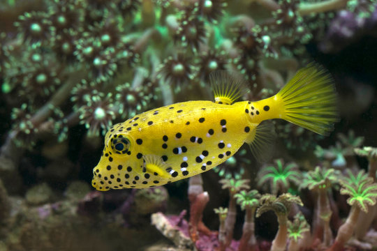 Pufferfish swimming underwater, Indonesia