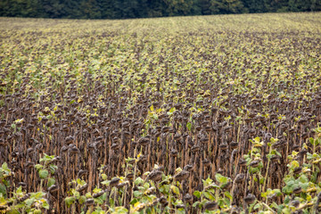 Field of drying sunflowers in Aquitaine. France