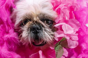 hilarious, ugly looking but cute dog sticks his face through pile of vibrant pink flowers to say hello
