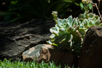 Echeveria and rocks in a garden