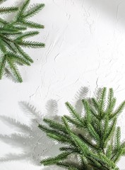 Fir branch on a light wall with white plaster