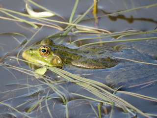 Green frog partially submerged in water, on the background of algae