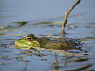 Green frog partially submerged in water, on the background of algae