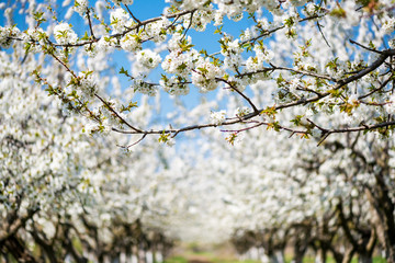 Rows of beautifully blossoming in white cherry trees on a green lawn in spring