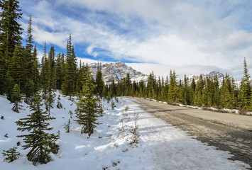 Obraz na płótnie Canvas Beautiful scenery trail to Peyto Lake at Banff National Park in Alberta, Canada
