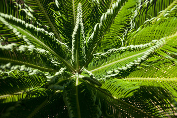 cycad plant in midday sun