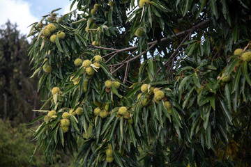 Sweet chestnut (Castanea sativa), tree full of chestnuts