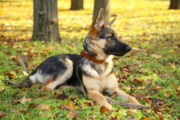 German Shepherd lying in the autumn park. Dog in forest