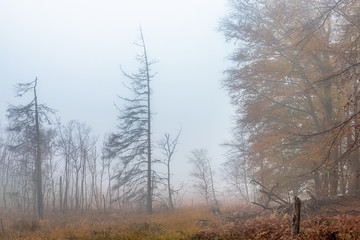 Naturschutzgebiet im Nebel