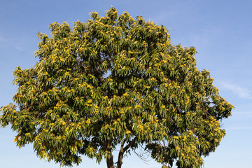 Sweet chestnut tree (Castanea sativa), tree full of chestnuts