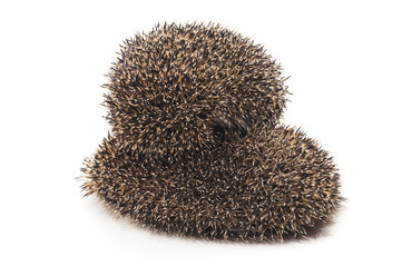 Two brown hedgehogs.