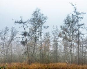 Naturschutzgebiet im Nebel