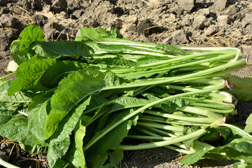 野沢菜の収穫