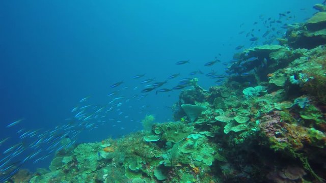 Underwater coral reef in ocean. Indonesia  