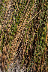 Marram grass (Ammophila arenaria) growing on sand dune