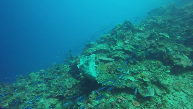 Underwater coral reef in ocean. Indonesia  
