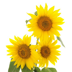 Fototapeta premium Three yellow sunflowers.