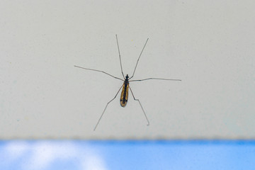 Big mosquito close-up on white wall. Selective focus
